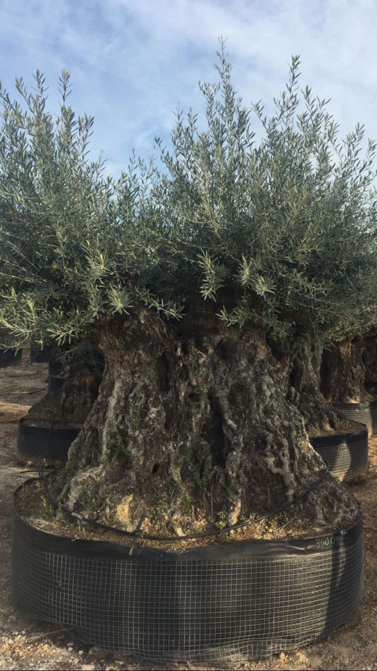 OLIVO BONSAI SECOLARE VENDITA